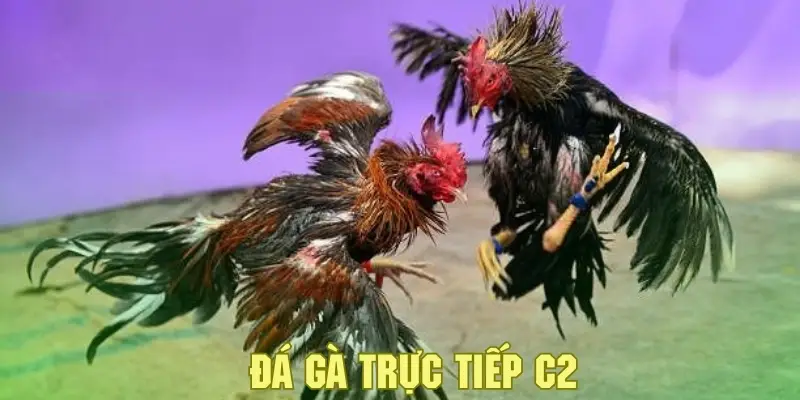 Giới thiệu về hình thức đá gà trực tiếp C2 tại thương hiệu nổi bật QQ88