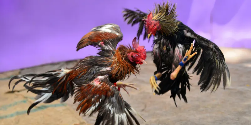 Một trận đấu mang đến các giai đoạn vô cùng chuyên nghiệp