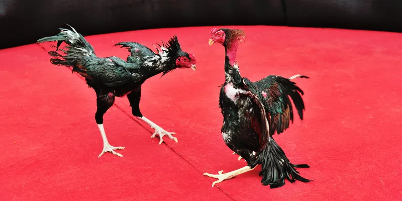 Trực tiếp Đá Gà C3 mang đến những trận đấu đỉnh cao